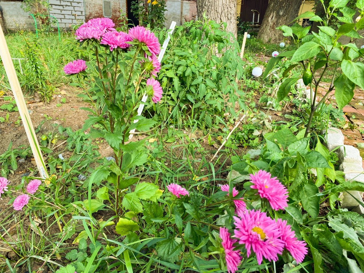 Новости. Дом Шрёдера