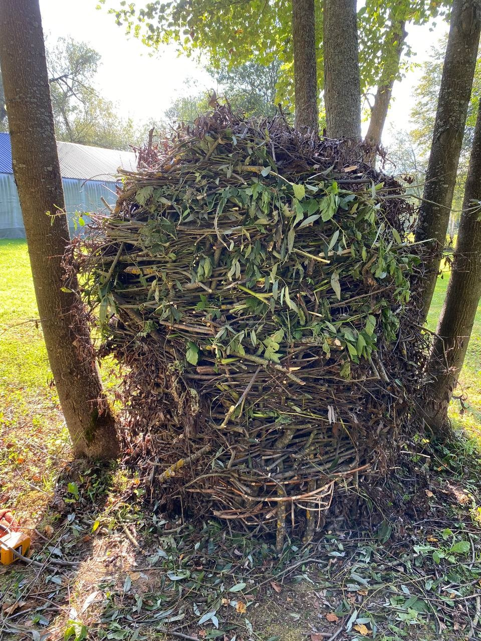 Парк Шиньонов. Лилия Ким. Междисциплинарный художник