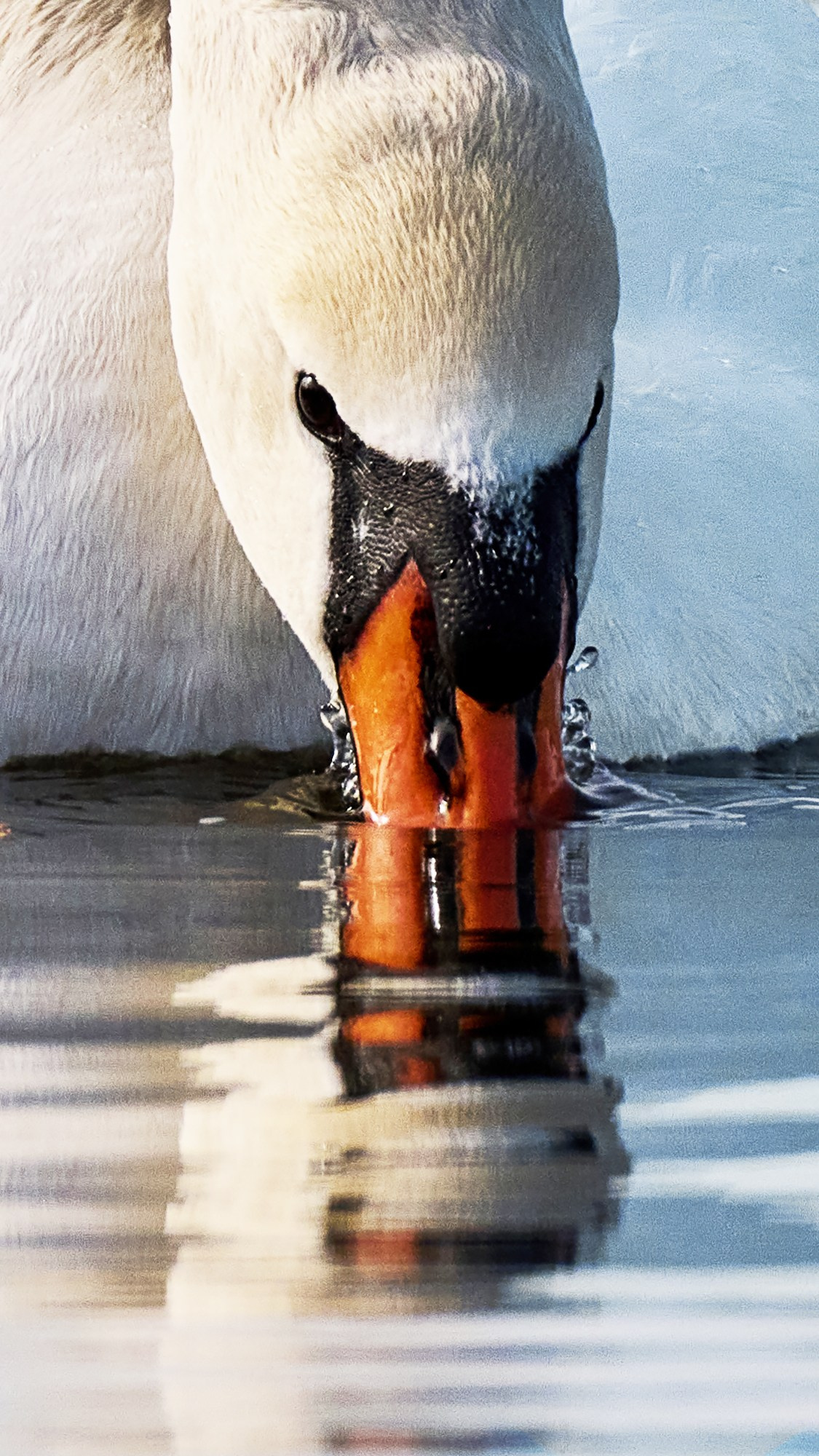 Фотографии животных. Яркие фото на Чёрном море