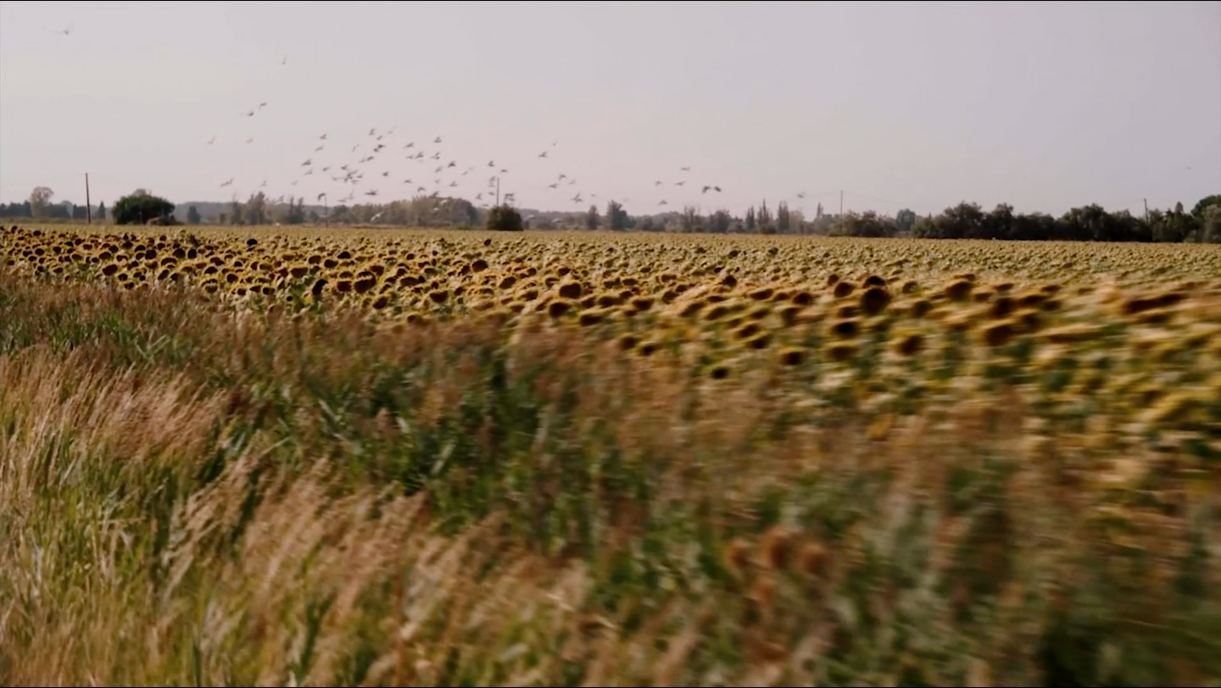 2021 ТАЙНА КРАСНЫХ ВИНОГРАДНИКОВ. Дарья Каширина