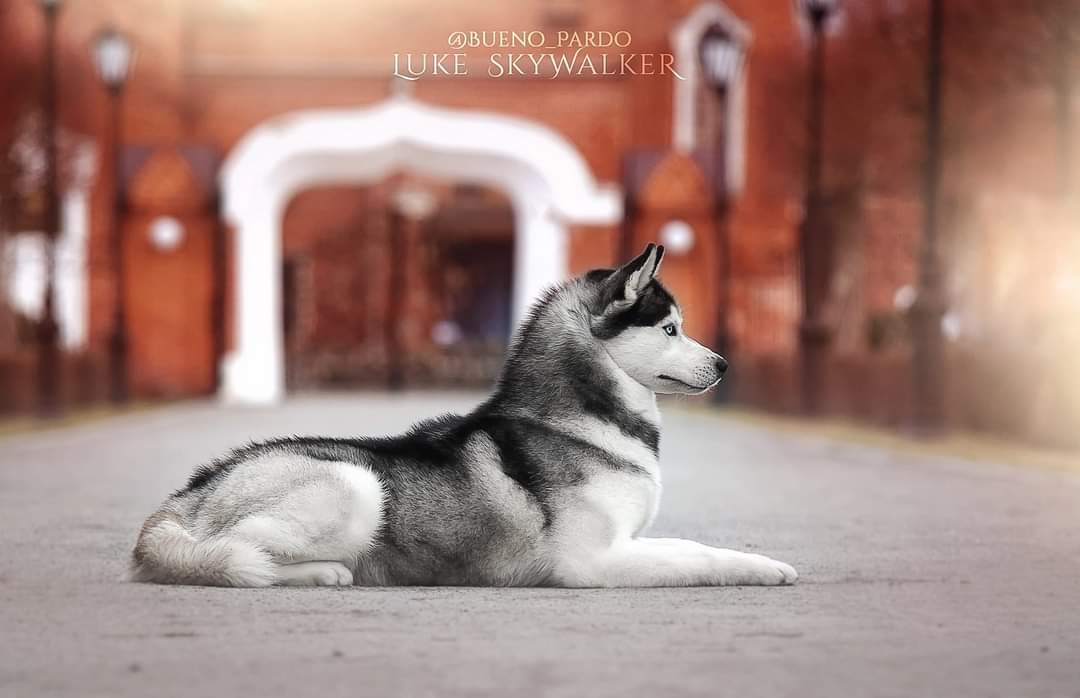 Собаки питомника Bueno Pardo. Питомник собак Акита, Хаски, Корги