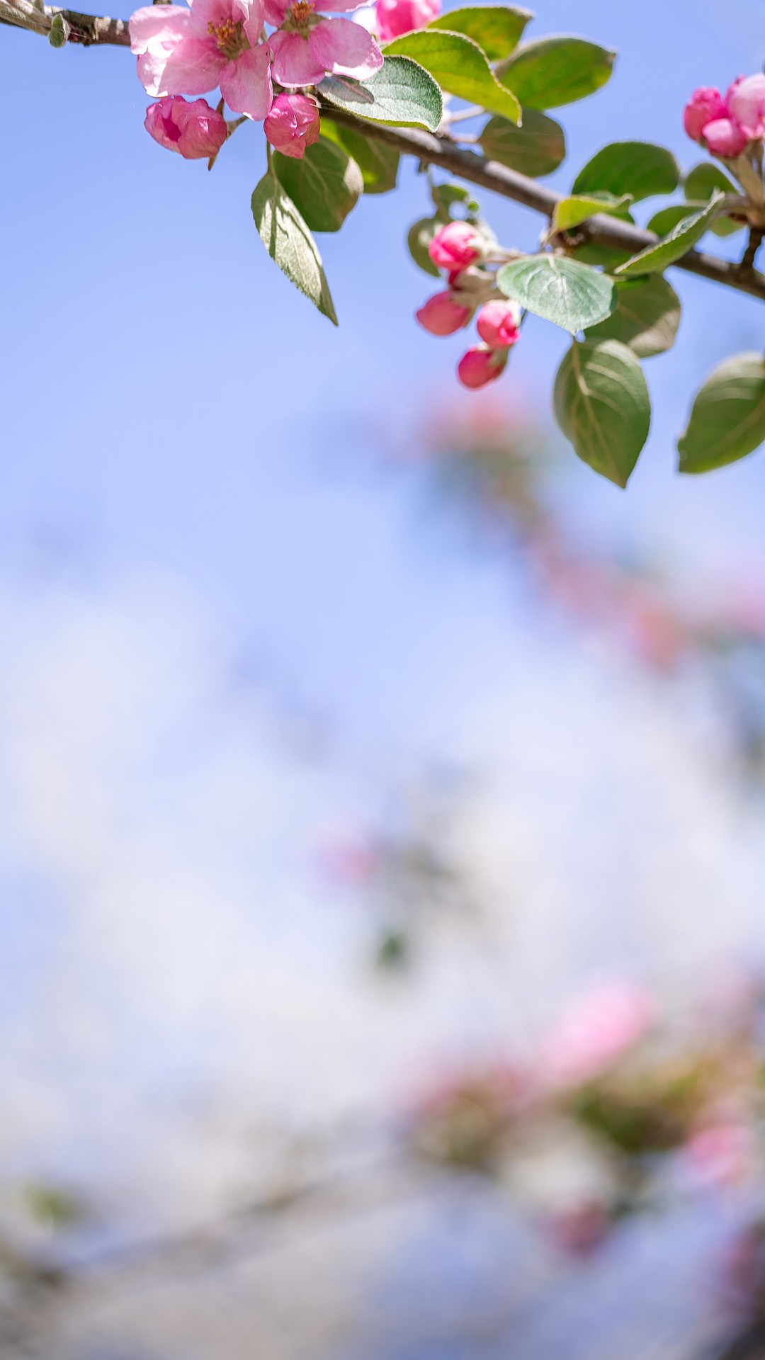 Весенняя фотосессия в цветении. Фотограф в Минске Екатерина Тузова