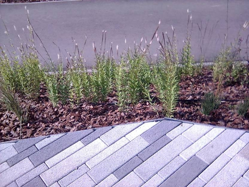 ВНИМАНИЕ! ФЕСТИВАЛЬ ЛАНДШАФТНОГО СТРОИТЕЛЬСТВА. 俄罗斯设计估算