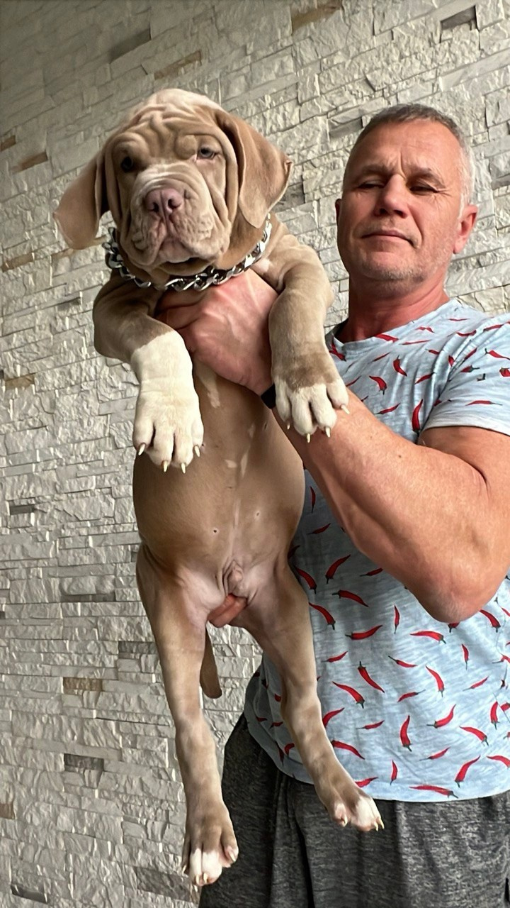 Все свободные щенки. Американские булли XL в г. Калининград. Питомник Great Bully UNIVERSE