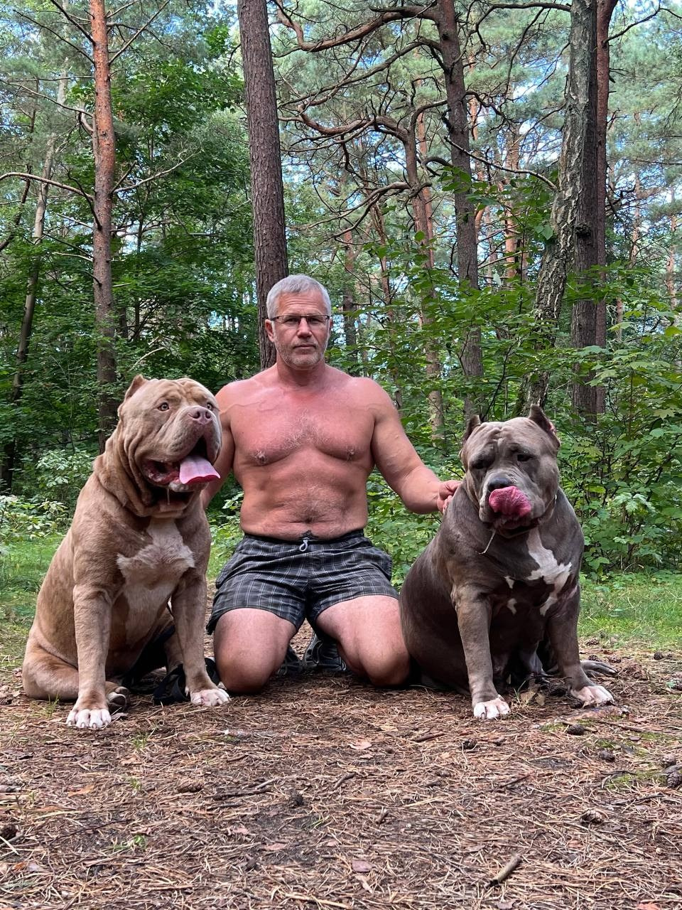 Хантер. Американские булли XL в г. Калининград. Питомник Great Bully UNIVERSE