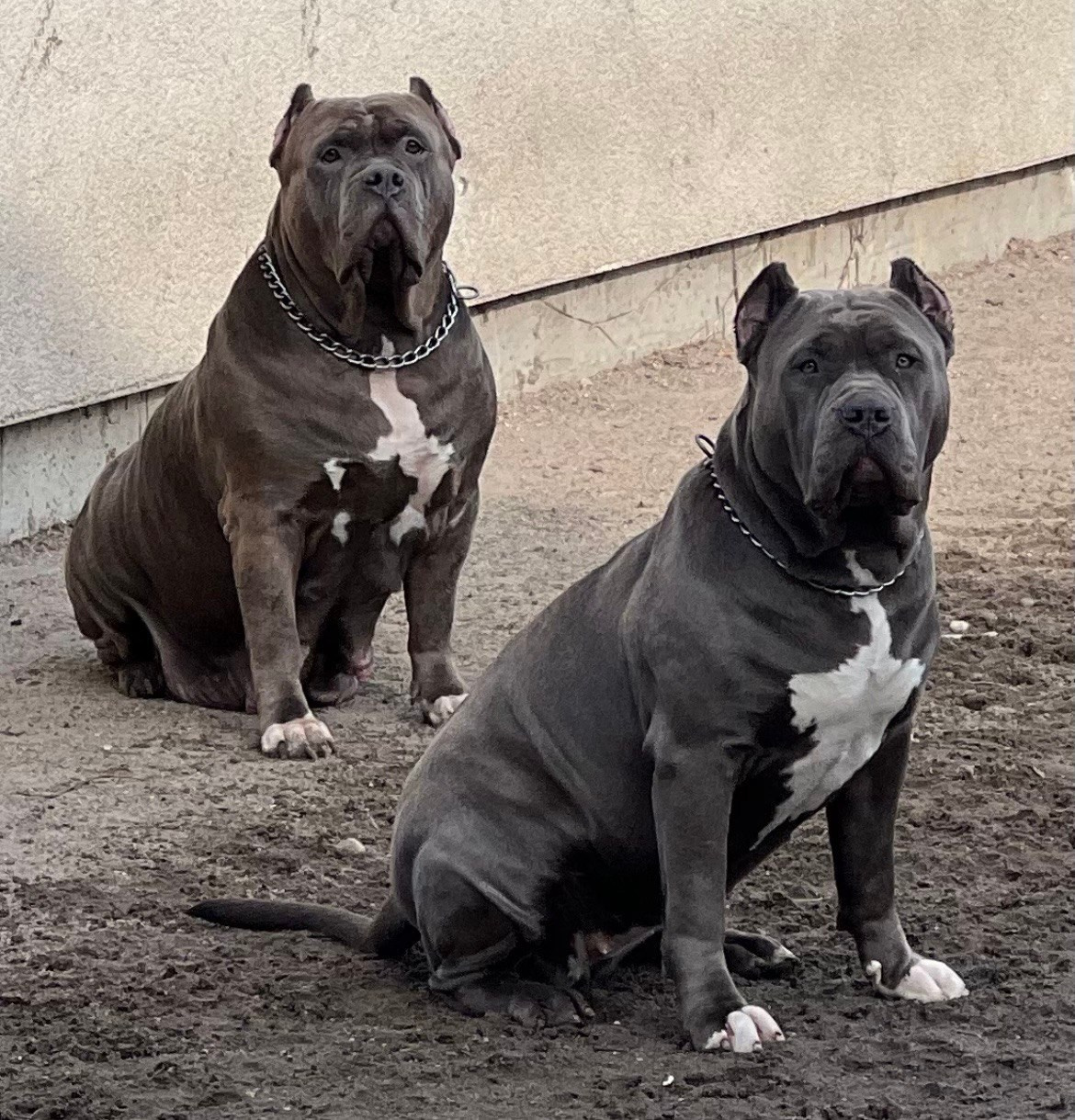 GBU Lakshmi. Американские булли XL в г. Калининград. Питомник Great Bully UNIVERSE