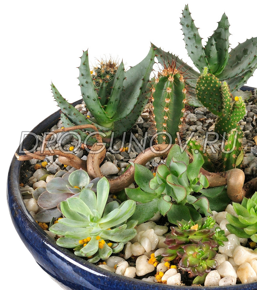 фрагмент композиции с кактусами