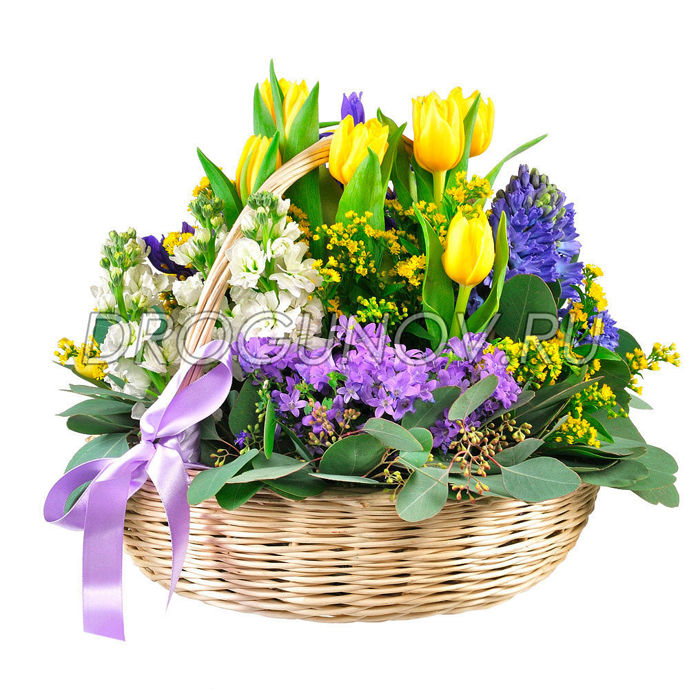 тюльпаны в корзине на белом фоне