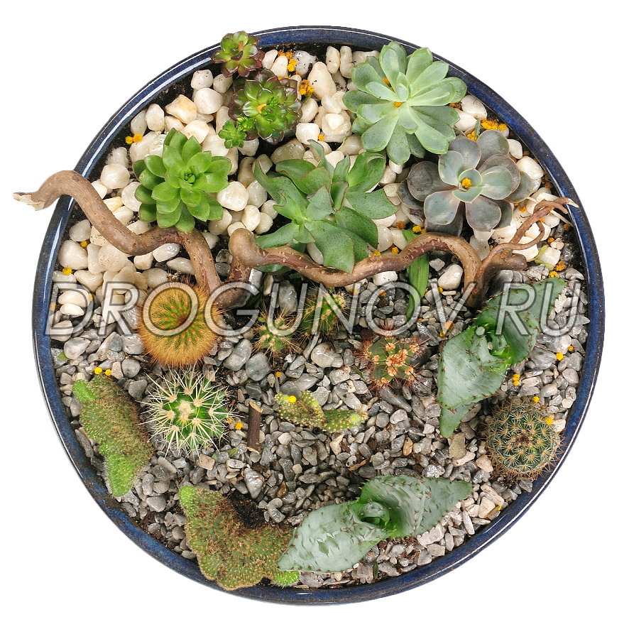 съемка суккулентов и кактусов