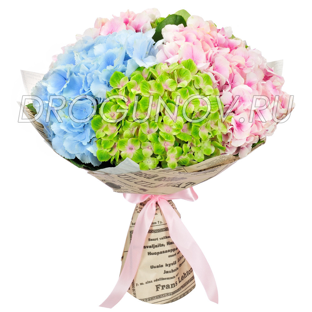 букет гортензий на белом фоне