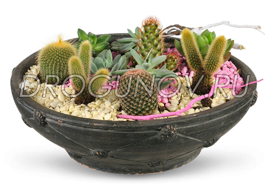 композиции из кактусов и суккулентов в одном горшке