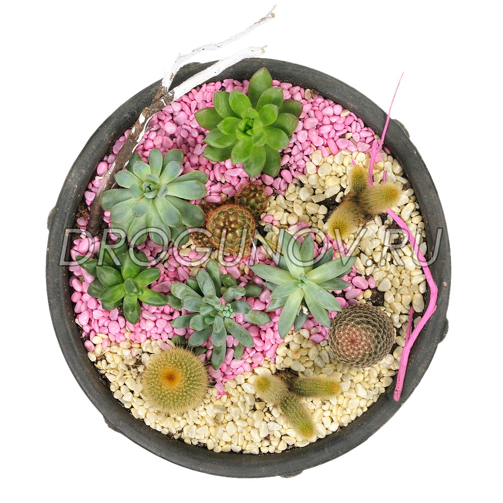 композиции из кактусов и суккулентов в одном горшке