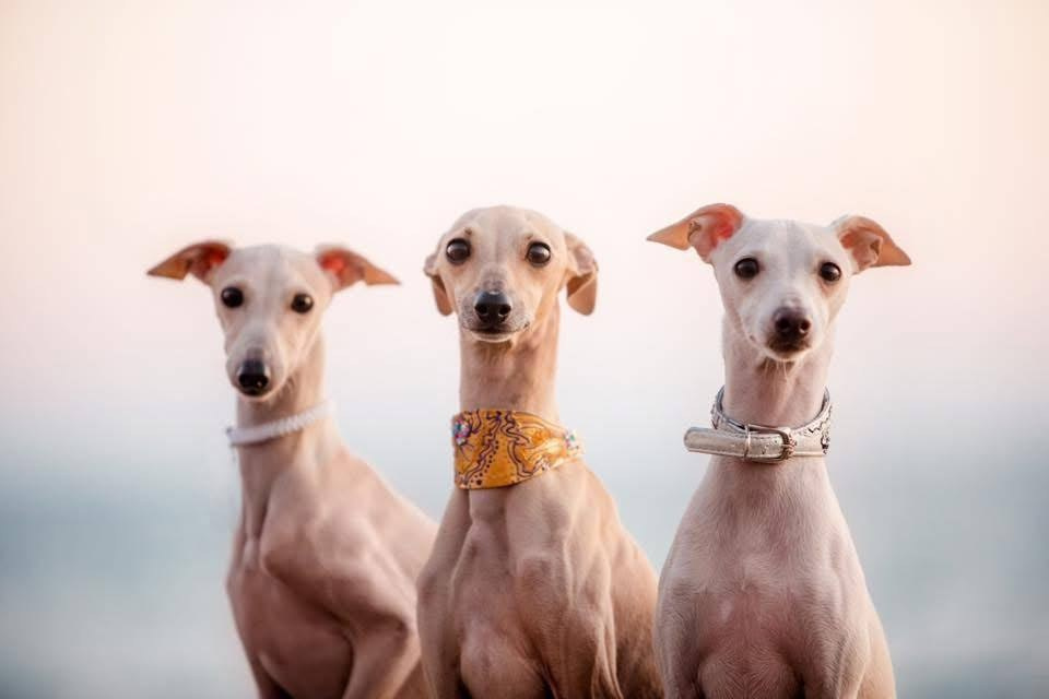 Первые наши собаки. Профессиональный питомник левреток РКФ/FCI ASTI SAPPHIRE 💎 Сочи|Санкт-Петербург