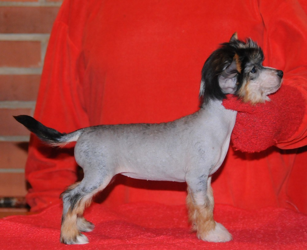 Sasquehanna Ella. Poale Ell Chinese Crested Dog Kennel: Buy a puppy from the kennel