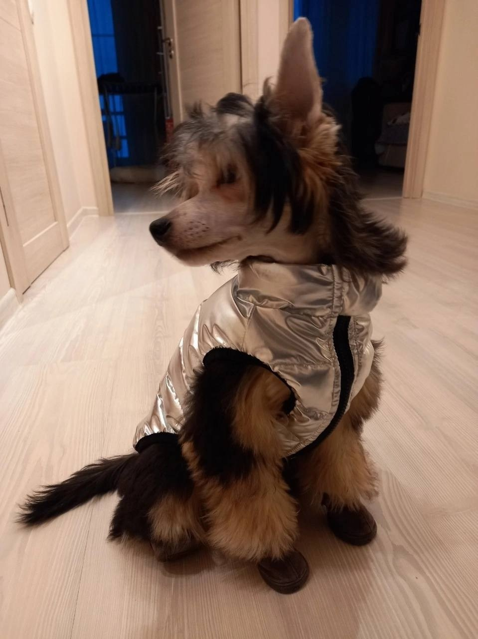 Сегодня Феликсу исполнилось ровно 6 месяцев!))). Питомник китайских хохлатых собак Poale Ell: купить щенка