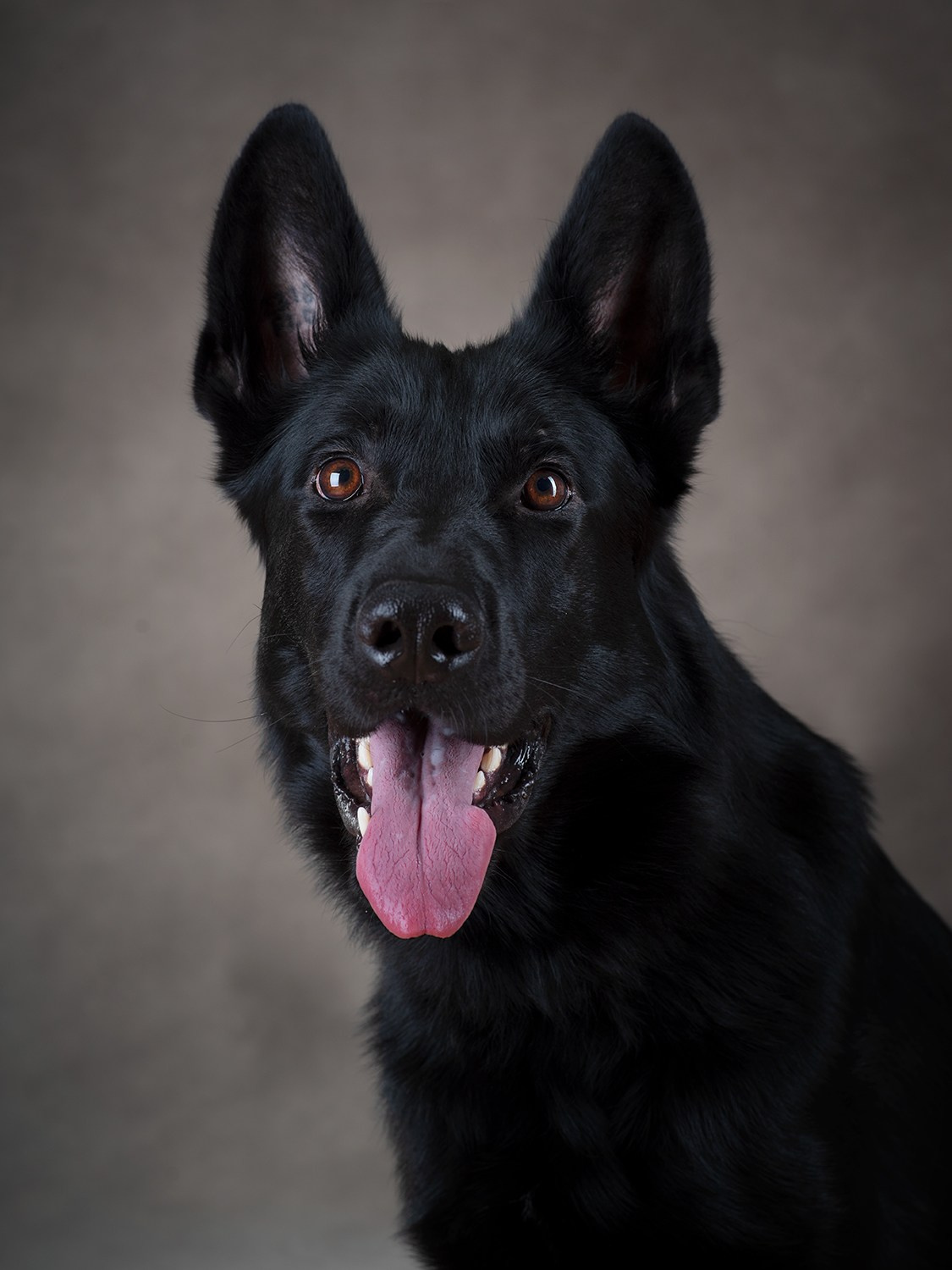 Черный красавец. Фотограф Сергей Мосевнин