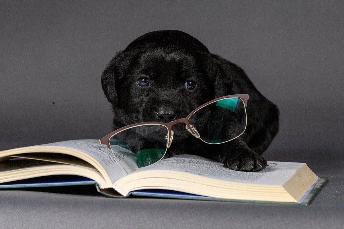 Разные красивые фотографии. Купить щенка Вельш-корги-кардиган в семейном питомнике — Ice Fantasy