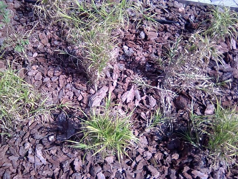 ВНИМАНИЕ! ФЕСТИВАЛЬ ЛАНДШАФТНОГО СТРОИТЕЛЬСТВА. 俄罗斯设计估算