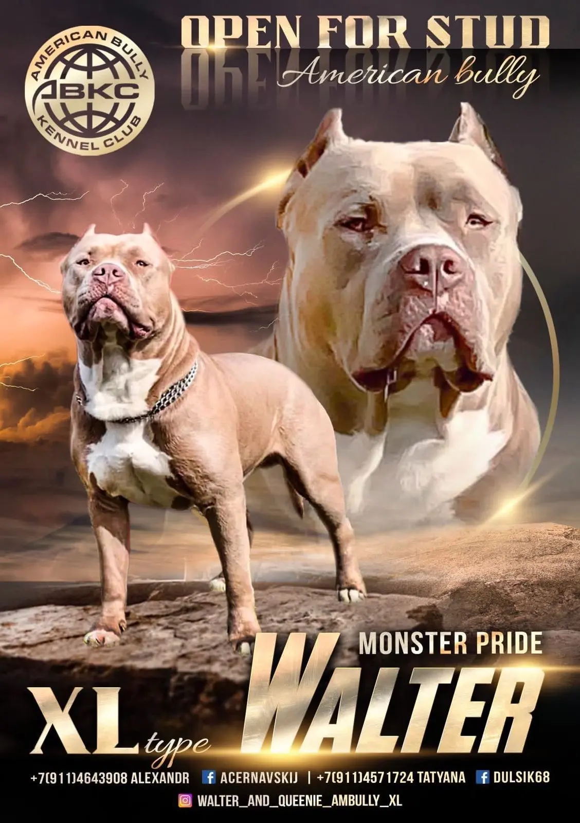 GBU JEDI. Американские булли XL в г. Калининград. Питомник Great Bully UNIVERSE