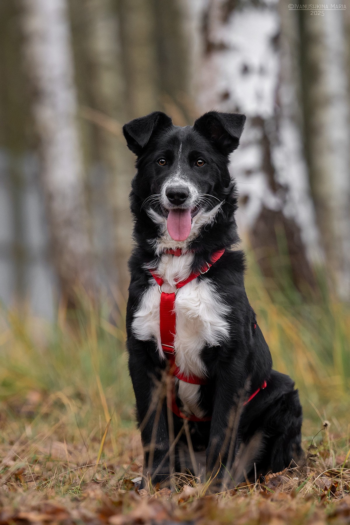 Пиарные фотосессии собак на пристройство. Фотограф собак в Москве и Московской области Иванушкина Мария