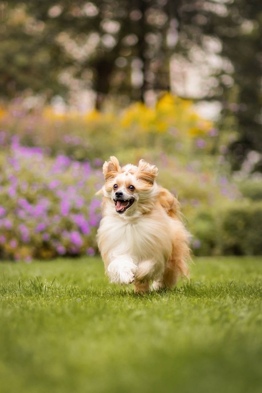 Золотая осень. Золотые краски. Золотой мальчик и его семья!. Питомник китайских хохлатых собак Poale Ell: купить щенка