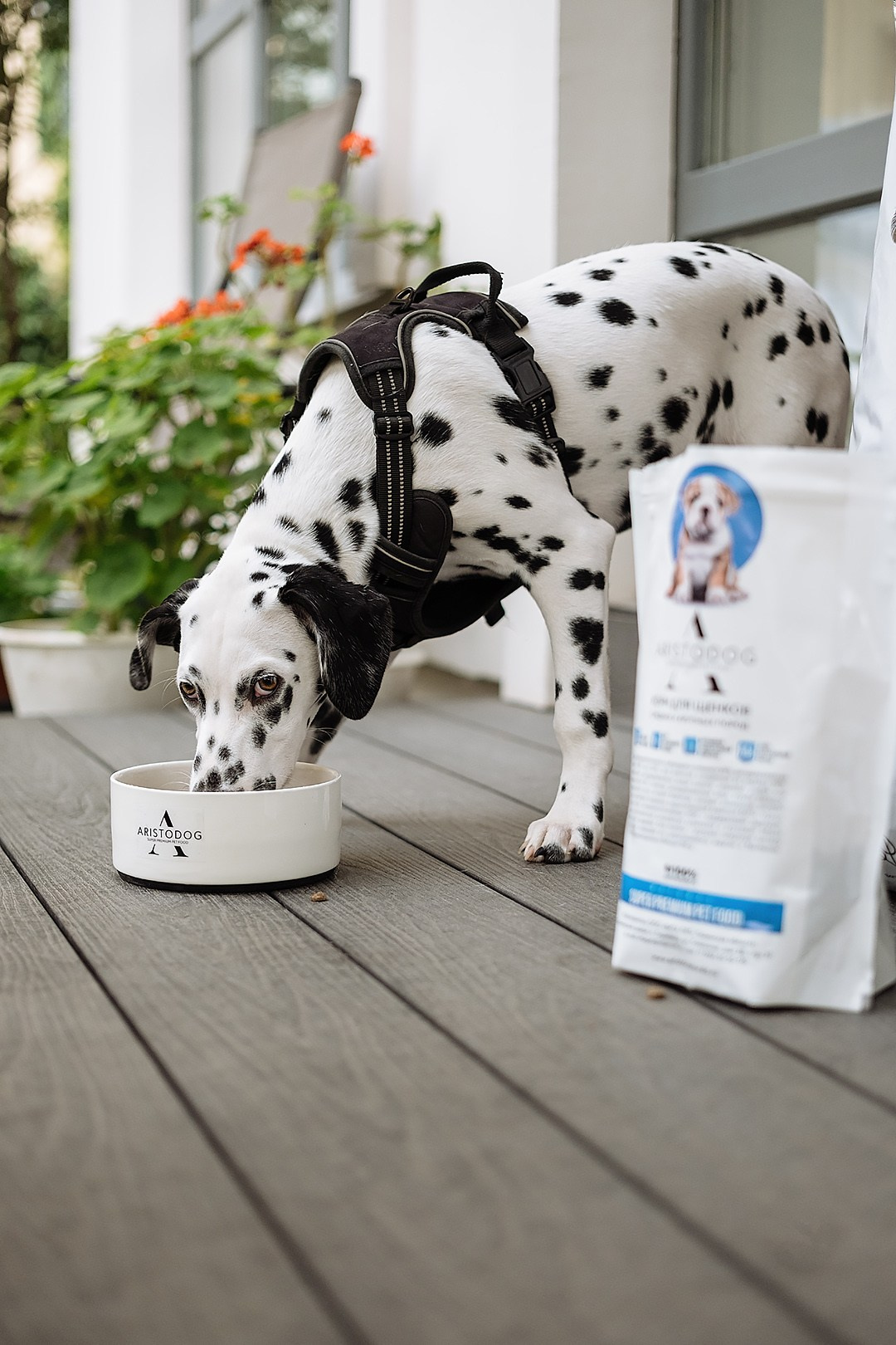 ARISTODOG. Фотограф и видеограф Анна Жагорина