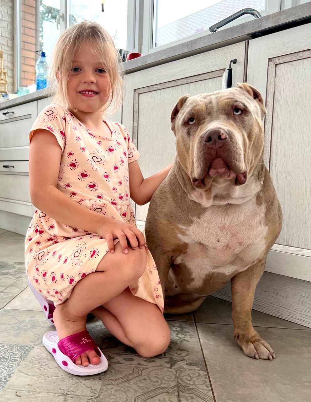 BBK’s Amber. Американские булли XL в г. Калининград. Питомник Great Bully UNIVERSE