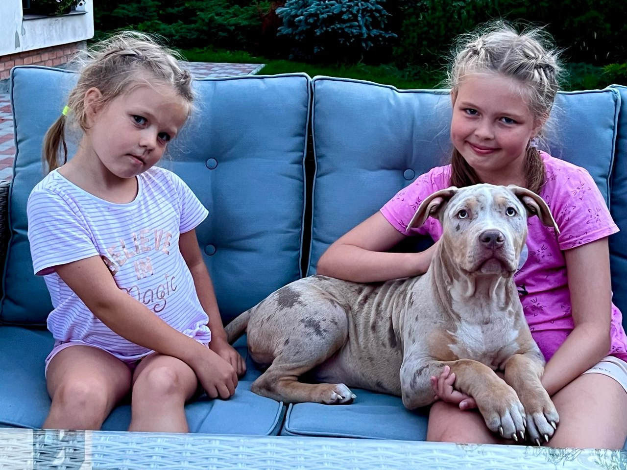 BBK’s Amber. Американские булли XL в г. Калининград. Питомник Great Bully UNIVERSE