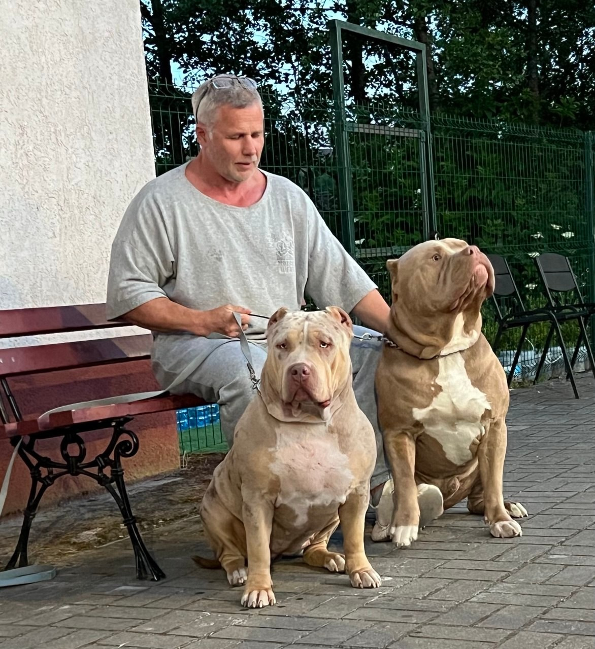 BBK’s Amber. Американские булли XL в г. Калининград. Питомник Great Bully UNIVERSE