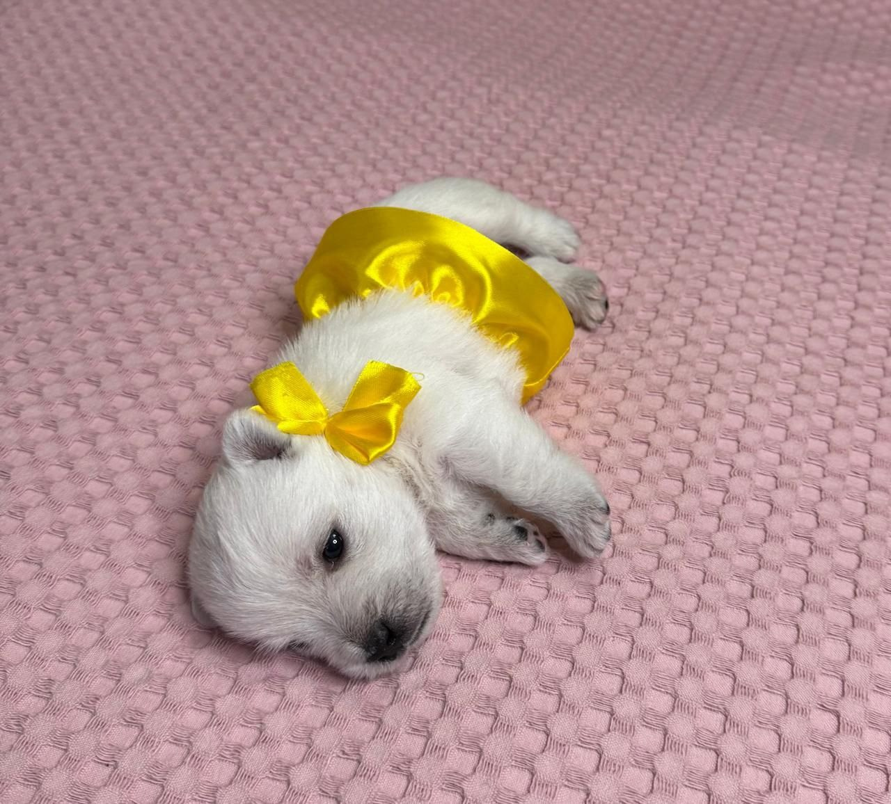 Щенки 14.01.2025. Питомник собак породы вест хайленд вайт терьер в Москве