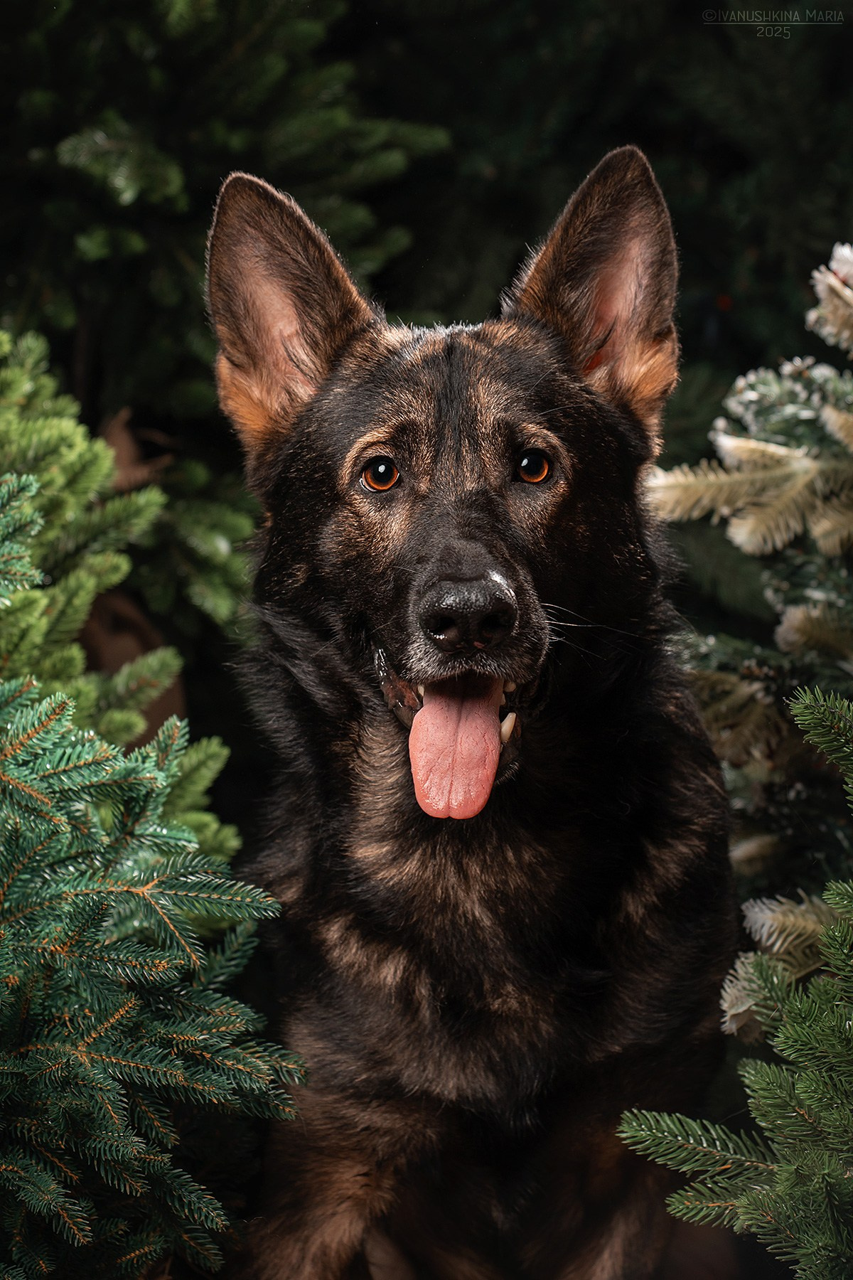 Съемки в интерьерных студиях. Фотограф собак в Москве и Московской области Иванушкина Мария