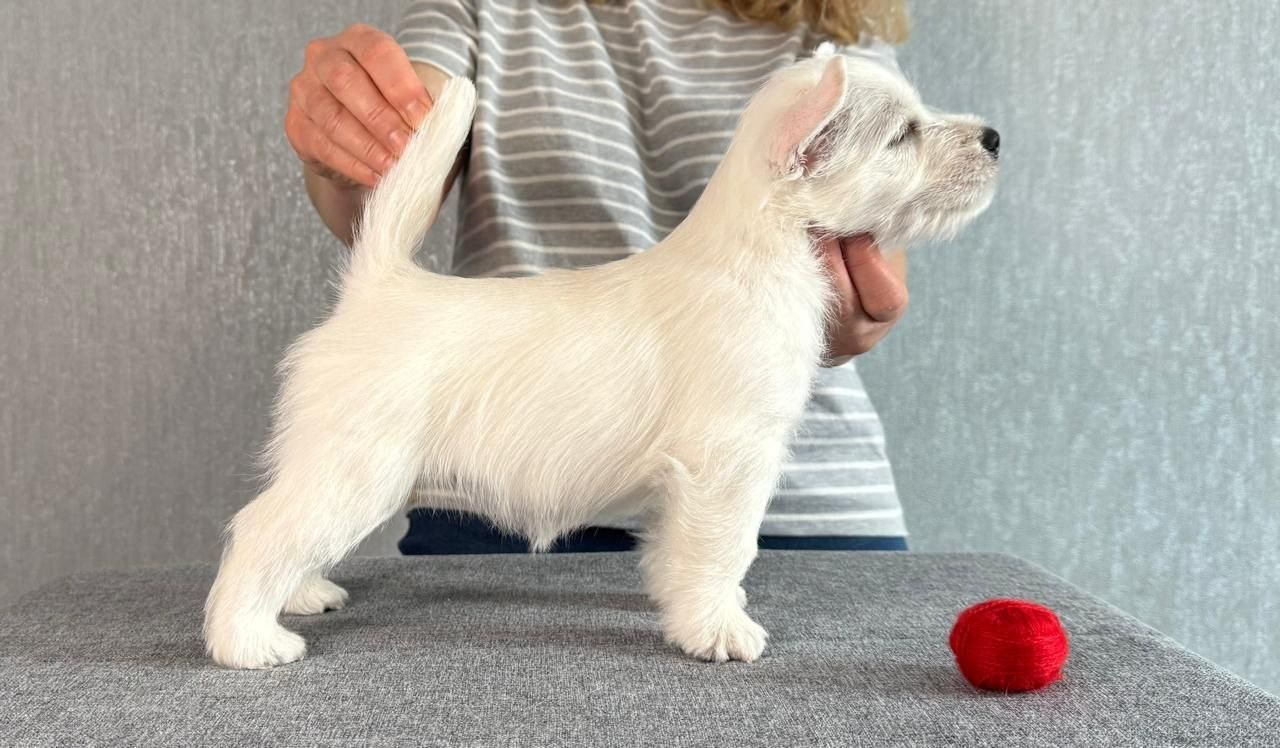 Щенки 14.01.2025. Питомник собак породы вест хайленд вайт терьер в Москве