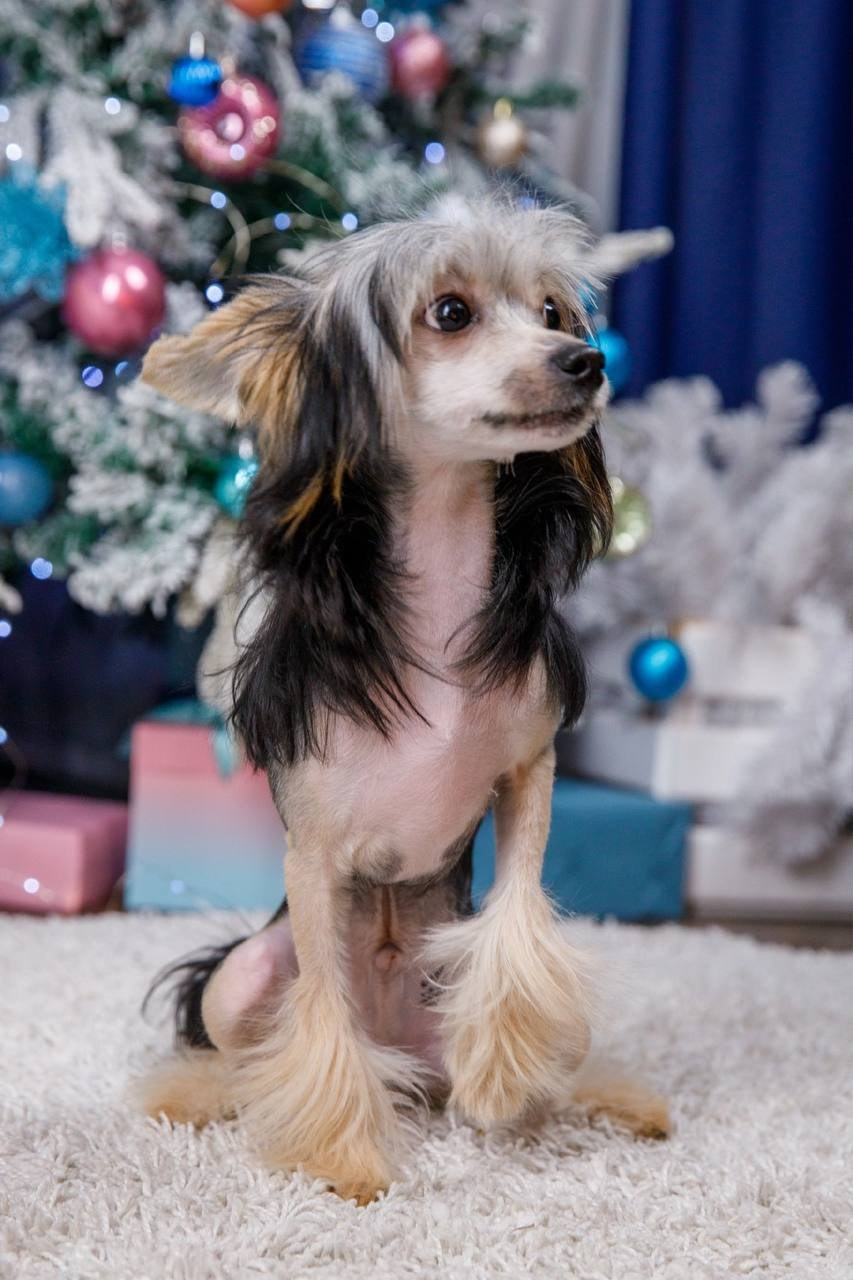 Laisan Island Franklin (Franklin). 6 months. Chinese Crested Dog Kennel Poale Ell
