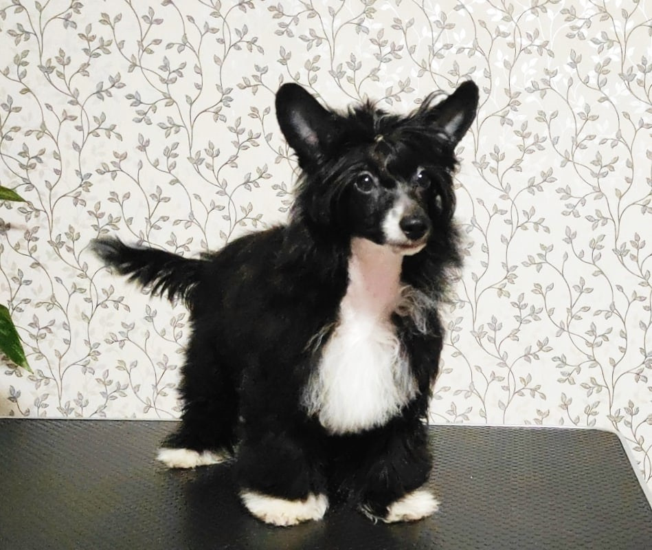 Poale Ell Chester Becomes a Dad for the First Time. Chinese Crested Dog Kennel Poale Ell