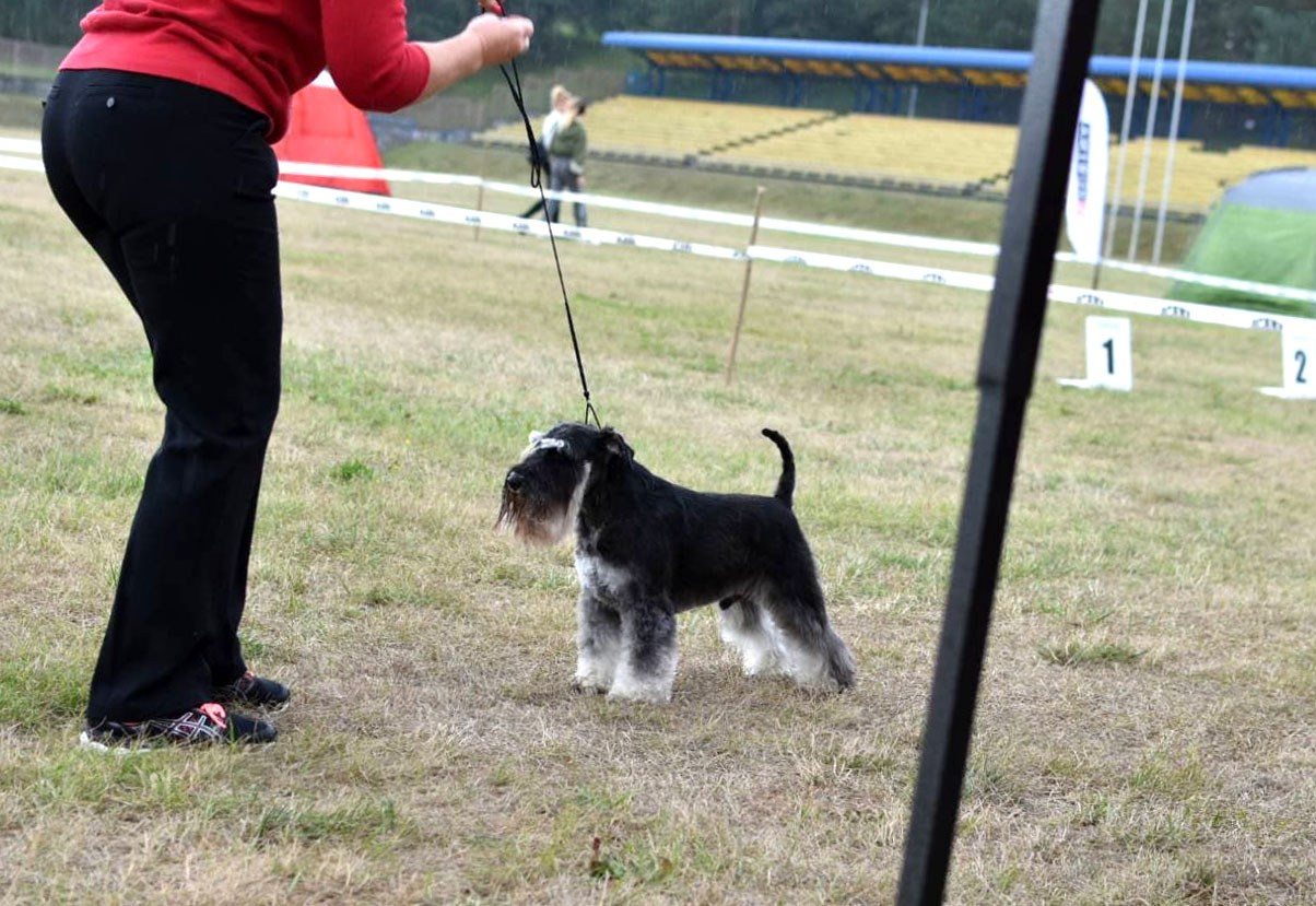 Майбах/Delinso Balance Argyris. Питомник цвергшнауцеров в Беларуси «Делинсо Бэлэнс»