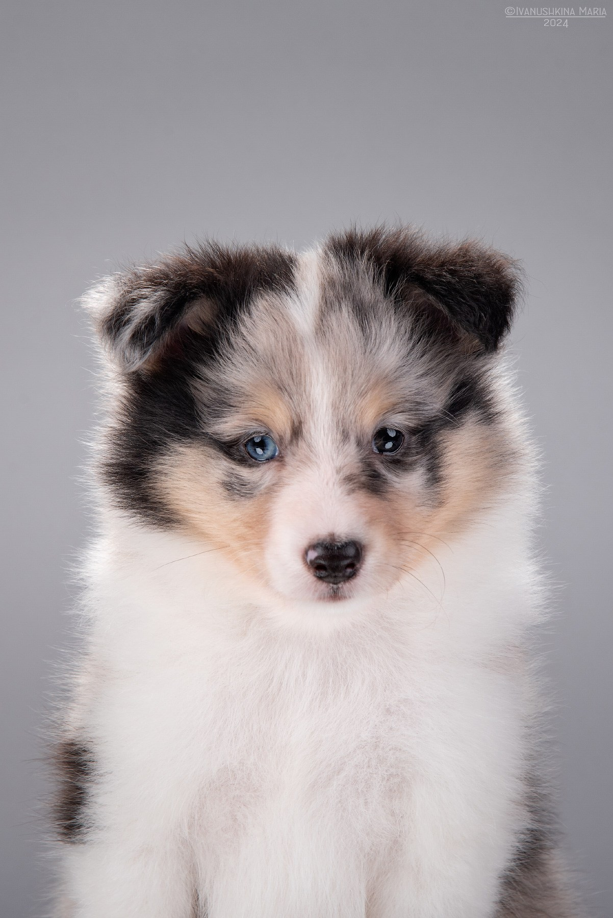 мраморный шелти