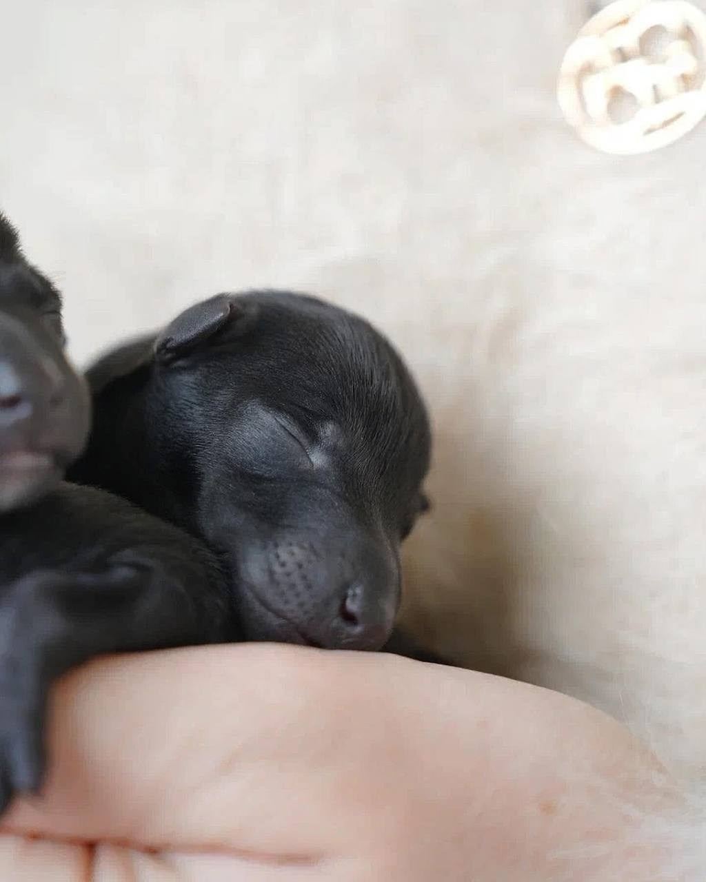 Итоги февраля. Профессиональный питомник левреток РКФ/FCI ASTI SAPPHIRE 💎 Сочи|Санкт-Петербург