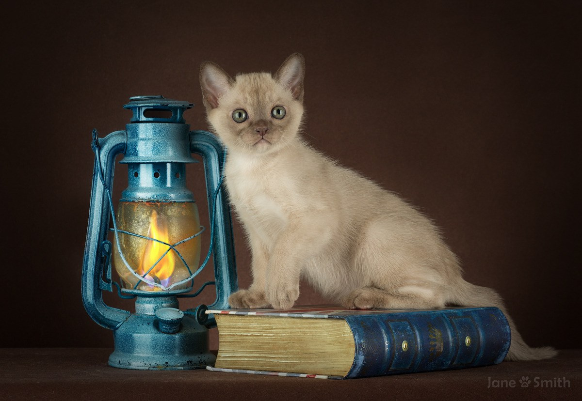 Las Burmas — питомник американской бурмы традиционных линий