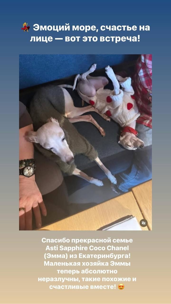 Итоги февраля. Профессиональный питомник левреток РКФ/FCI ASTI SAPPHIRE 💎 Сочи|Санкт-Петербург