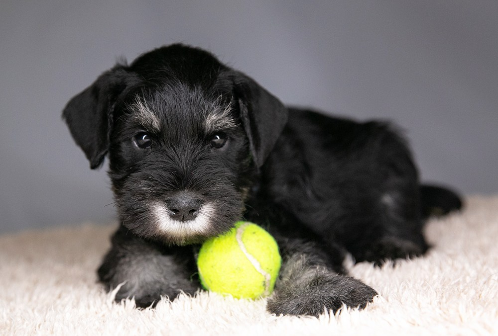 Щеночек предлагается! Юдай/ Делинсо Бэлэнс Юдай Гин-Куро/ Delinso Balance Yudai Gin-Kuro