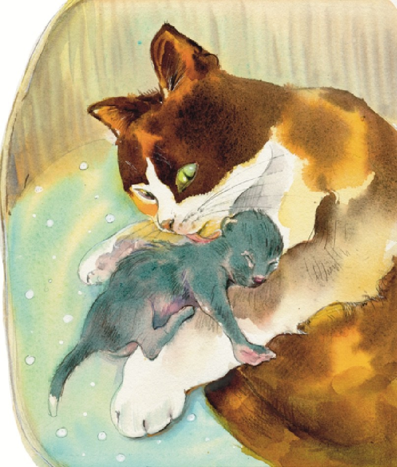 Кошка Тоьска вылизывает котенка Черныша. . Иллюстратор Ольга Цурина, Повесть Кошкины ёжики
