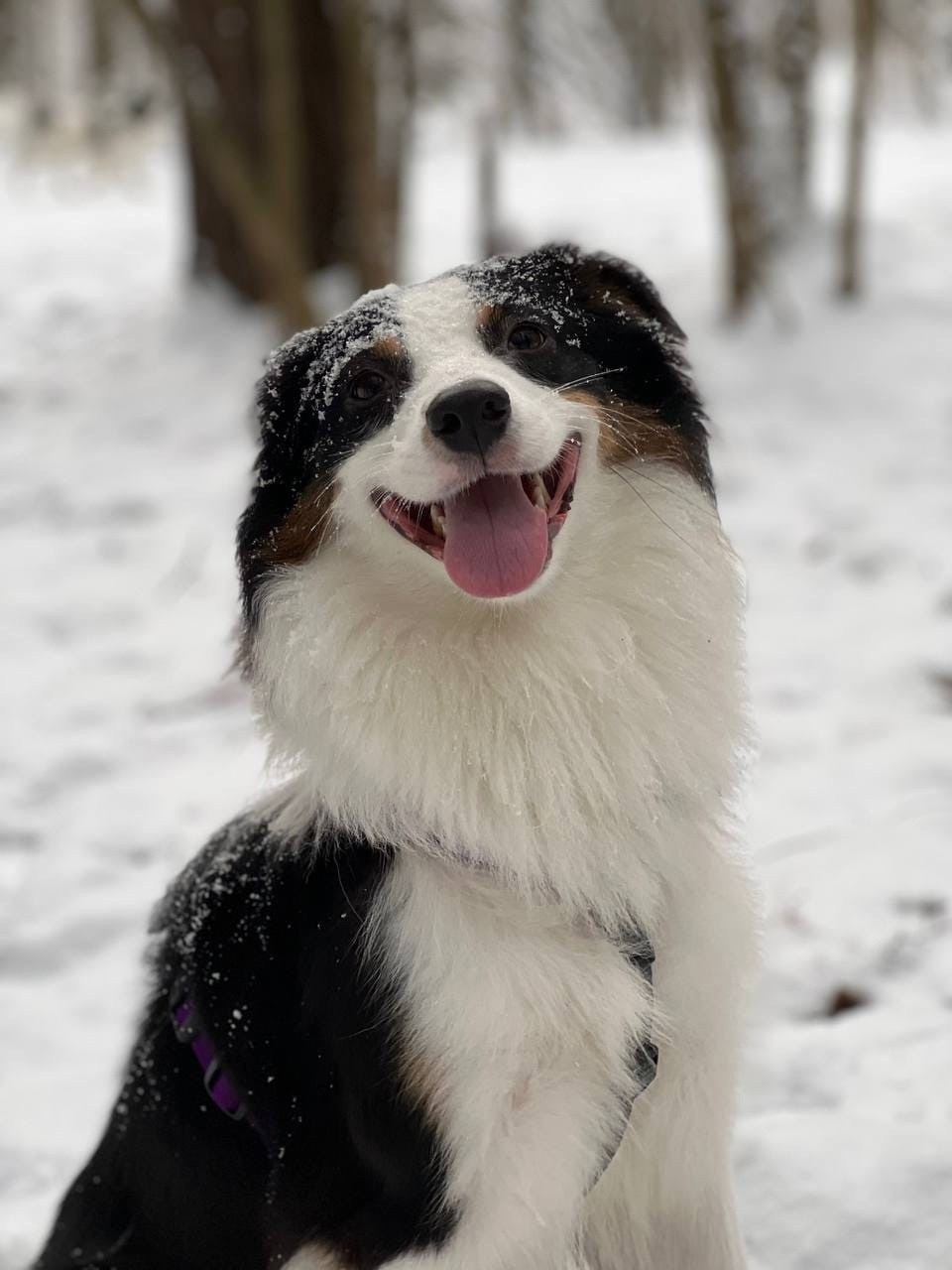 Ива. BLGKV питомник собак