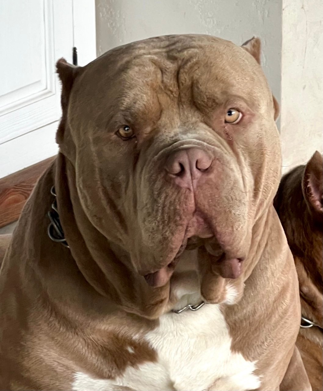 Хантер. Американские булли XL в г. Калининград. Питомник Great Bully UNIVERSE