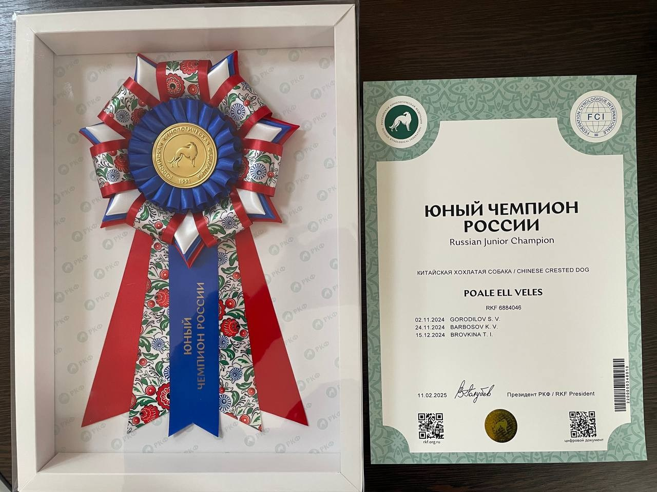 Veles and Vika are Young Champions of Russia and RKF!. Chinese Crested Dog Kennel Poale Ell