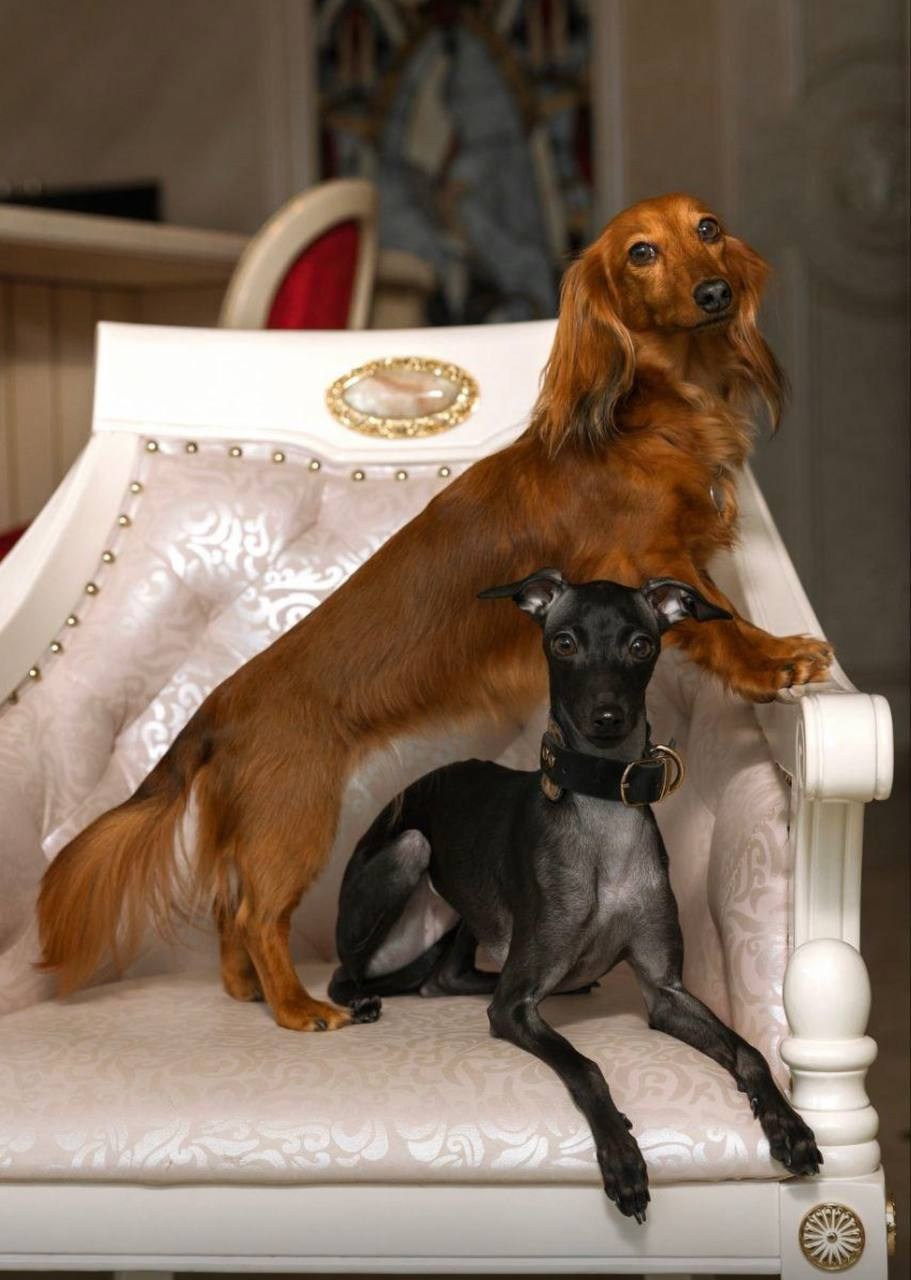 Левретка и другие породы собак. Профессиональный питомник левреток РКФ/FCI ASTI SAPPHIRE 💎 Сочи|Санкт-Петербург