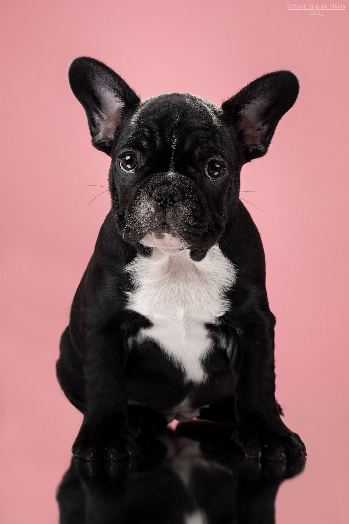 Фотосессия щенков на фонах. Фотограф собак в Москве и Московской области Иванушкина Мария