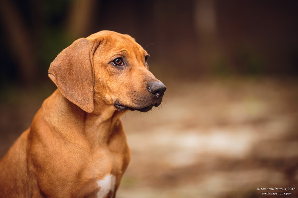 Фотограф Светлана Петрова
