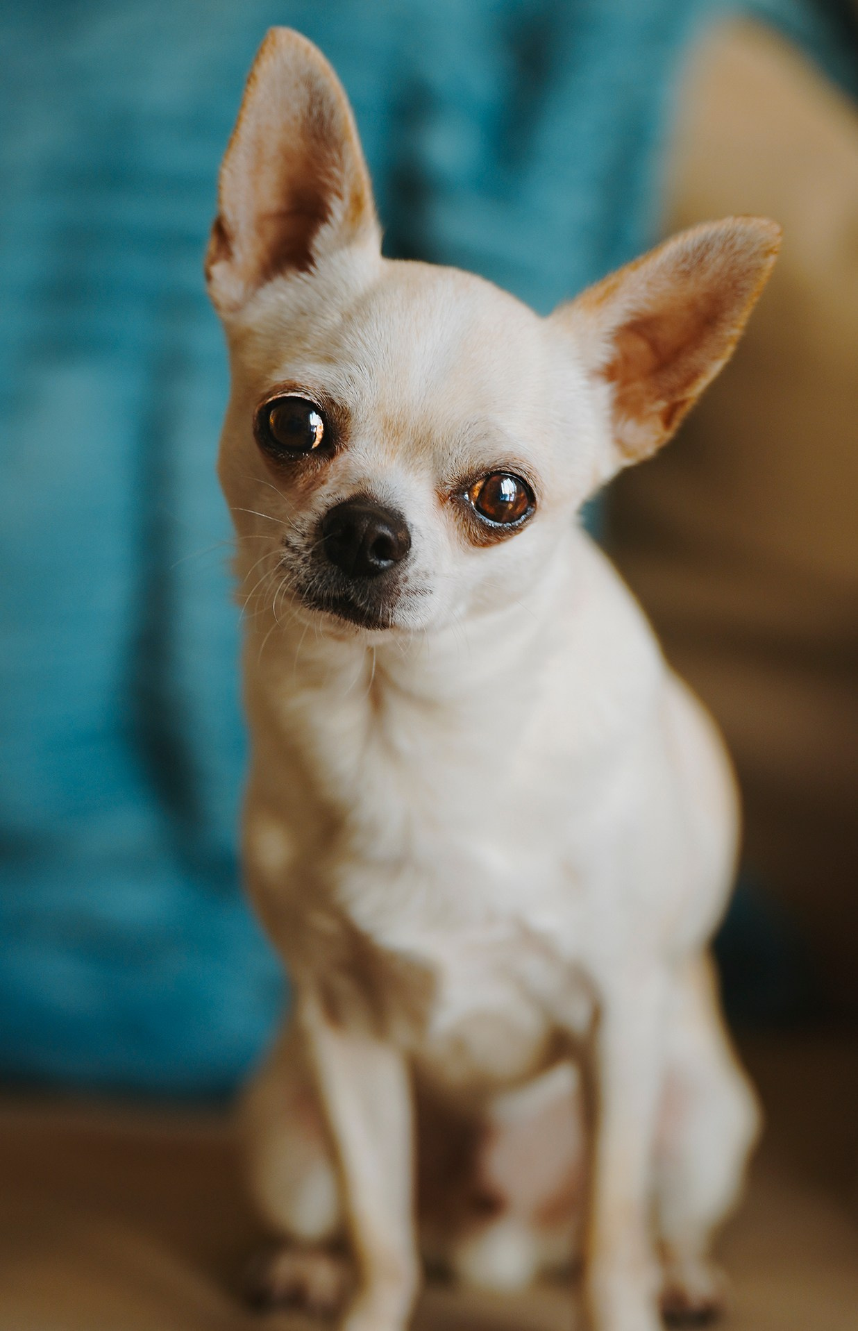 Портфолио собаки, фотограф Олеся Майрова. Фотограф анималист в Спб недорого Олеся Майорова
