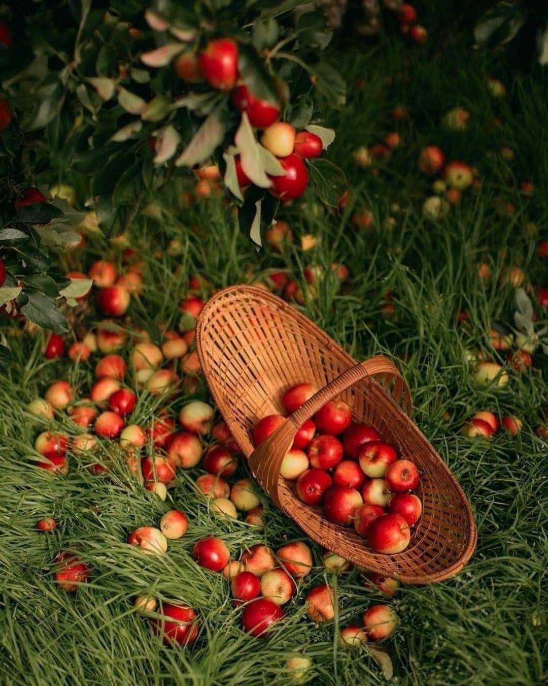 Фотопроект RED APPLES. Бусова Анастасия — фотограф беременности — Томск