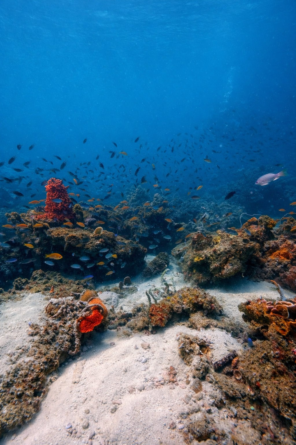 Дайвинг во Вьетнаме. Индивидуальные Экскурсии. Дайвинг во Вьетнаме. Индивидуальные Экскурсии